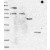 Western Blot: DNA helicase HEL308 Antibody [NBP1-91842] Lane 1: Marker [kDa] 230, 130, 95, 72, 56, 36, 28, 17, 11 | Lane 2: RT-4 | Lane 3: U-251 MG | Lane 4: Human Plasma | Lane 5: Liver | Lane 6: Tonsil